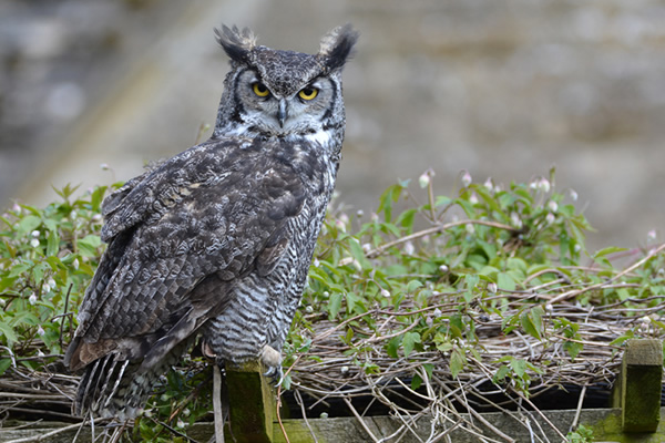 owl evening