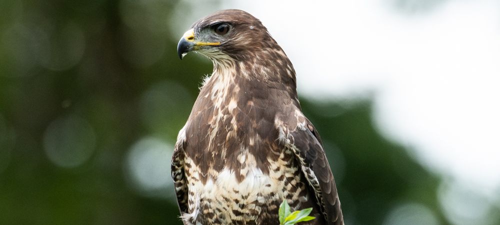 Over 60 species