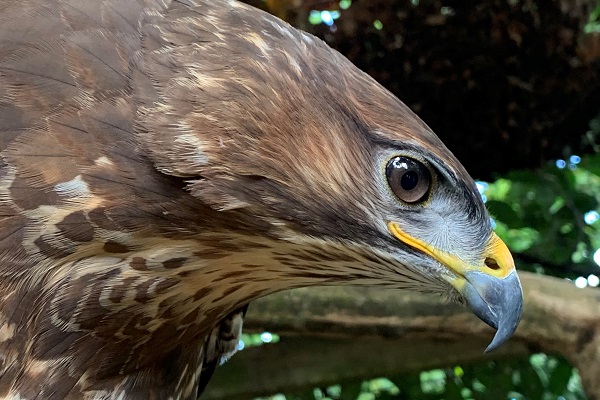 ivy-common-buzzard