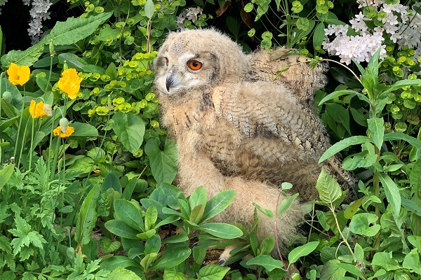 mishka-siberian-eagle-owl