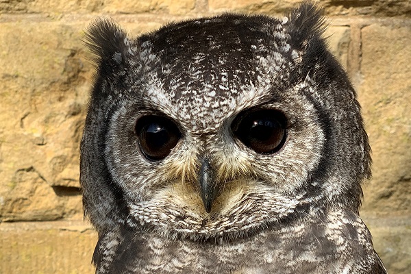 muggy-vermiculated-owl