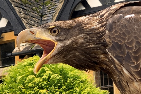 tuffrey-bald-eagle