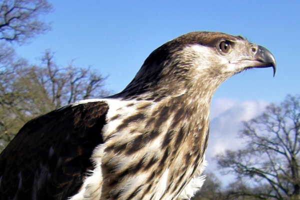 kei-african-fish-eagle