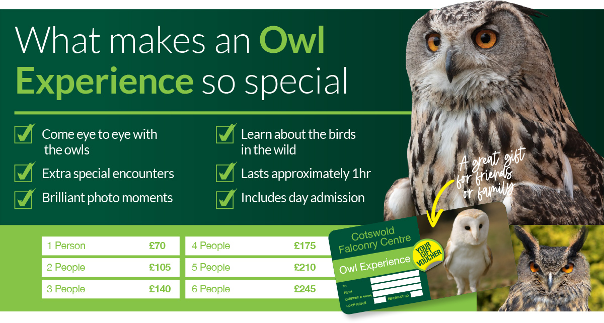 banner owl experience