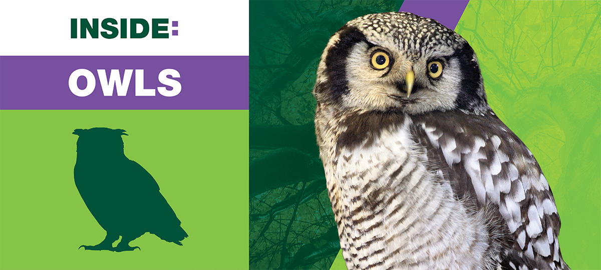 inside owls banner 1200